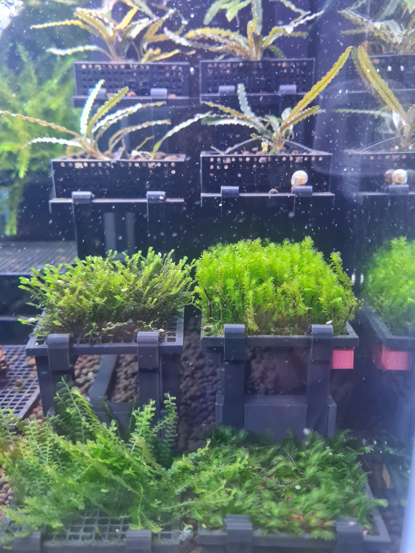 JBA-Stadium (x1) - Stadium only, no moss pads or baskets included