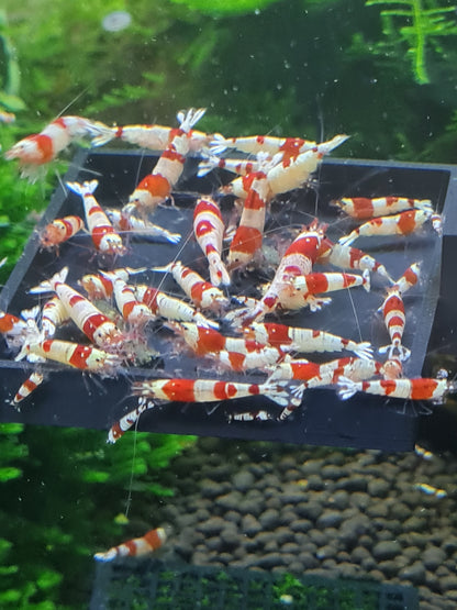 JBA Shrimp Feeder
