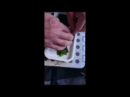 JBA Moss Pads (x10)